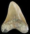 Bargain, Megalodon Tooth - North Carolina #48295-1